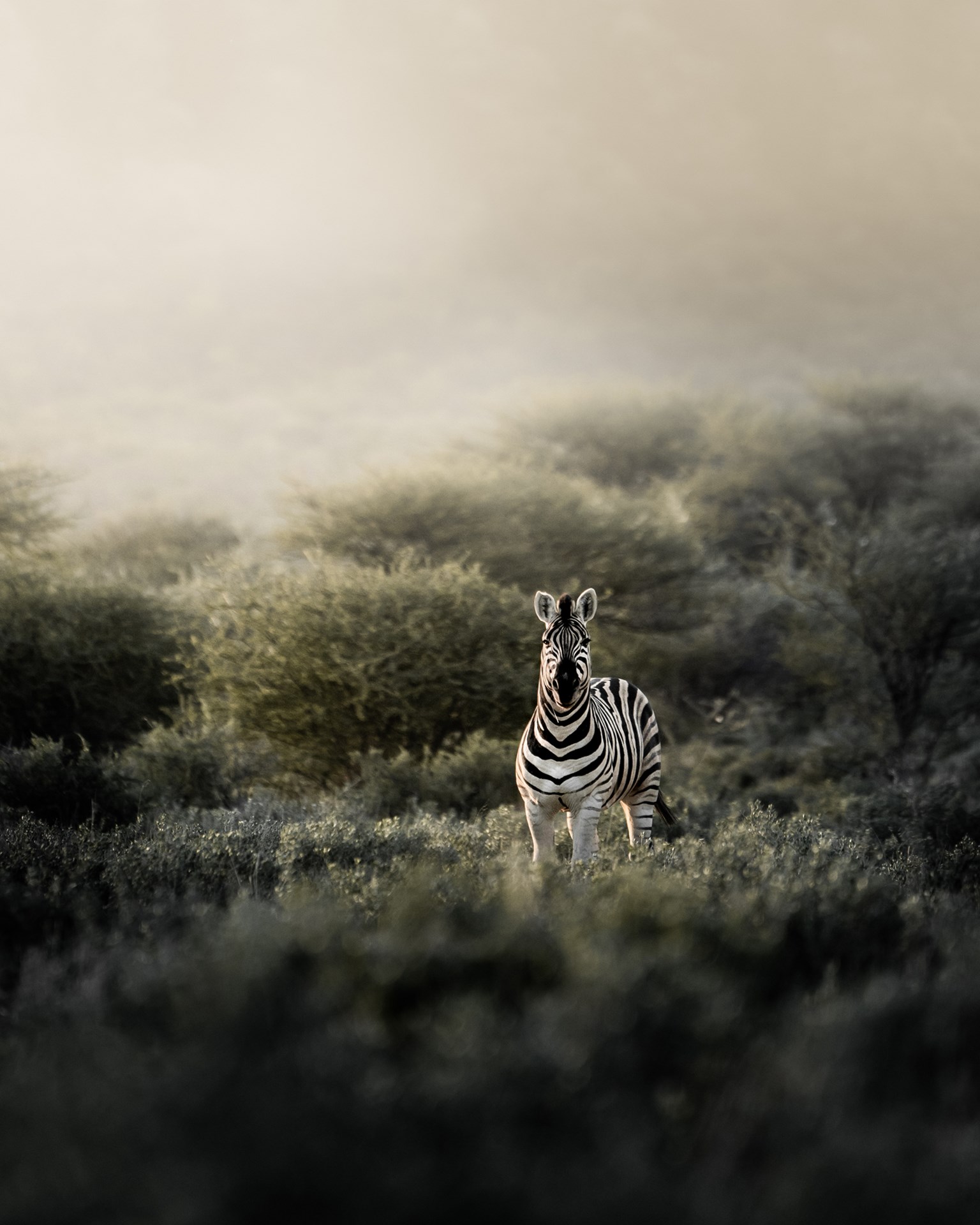 Namibia, Zebra-EPI.jpg